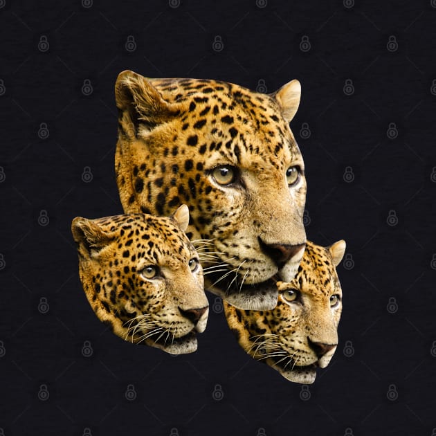 Three Leopard Heads by isstgeschichte